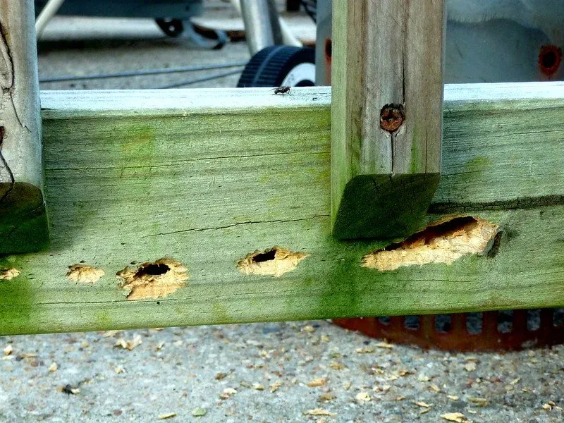 Ignoring Old Carpenter Bee Holes