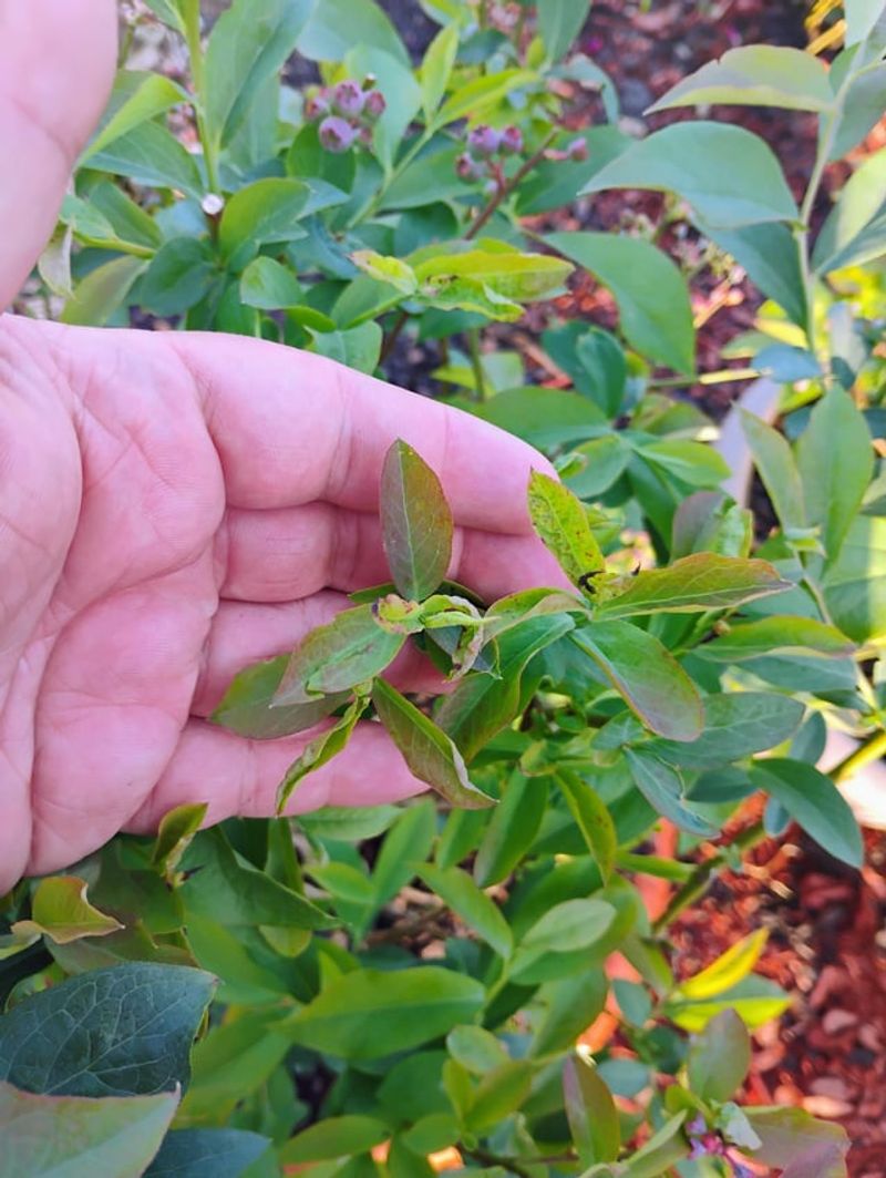 Ignoring Pest And Disease Management Ignoring Pest And Disease Management