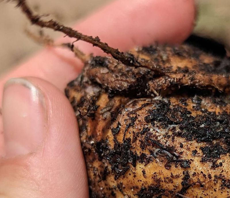 Ignoring Pest And Disease Prevention Ignoring Pest And Disease Prevention