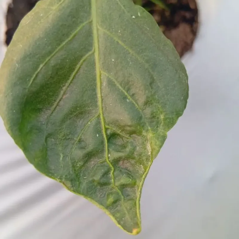Ignoring Pest Damage On New Growth Ignoring Pest Damage On New Growth
