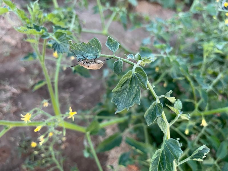 Ignoring Pests Until It's Too Late