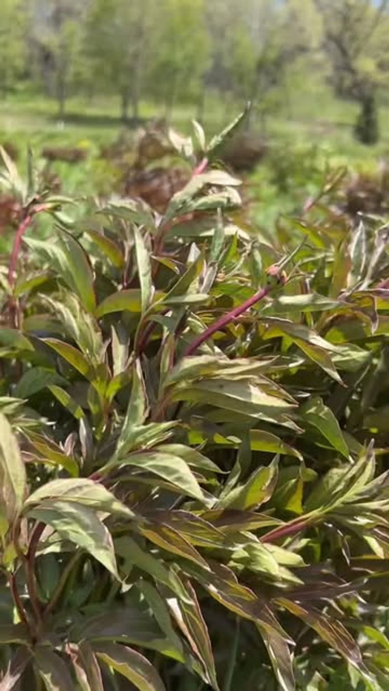 Ignoring Pruning Of Dense Foliage