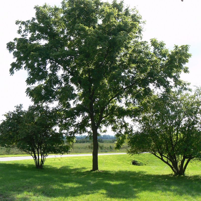 Ignoring Root Competition And Shade Ignoring Root Competition And Shade