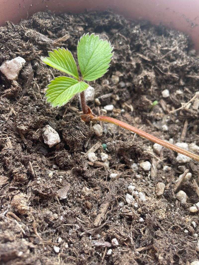 Ignoring Soil Preparation