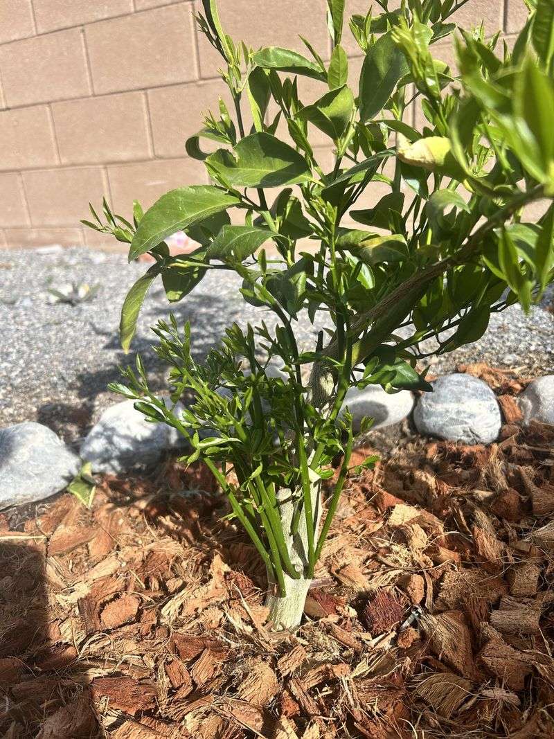 Ignoring Suckers Below The Graft