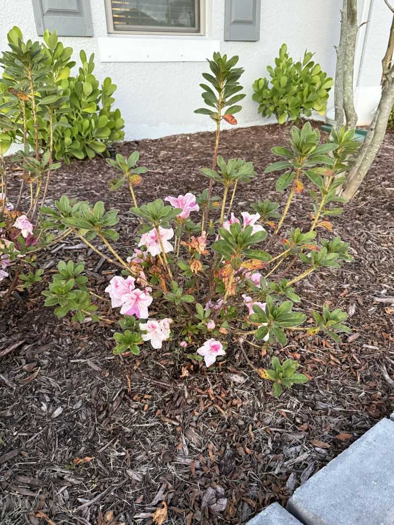 Ignoring The May Bloom Rule