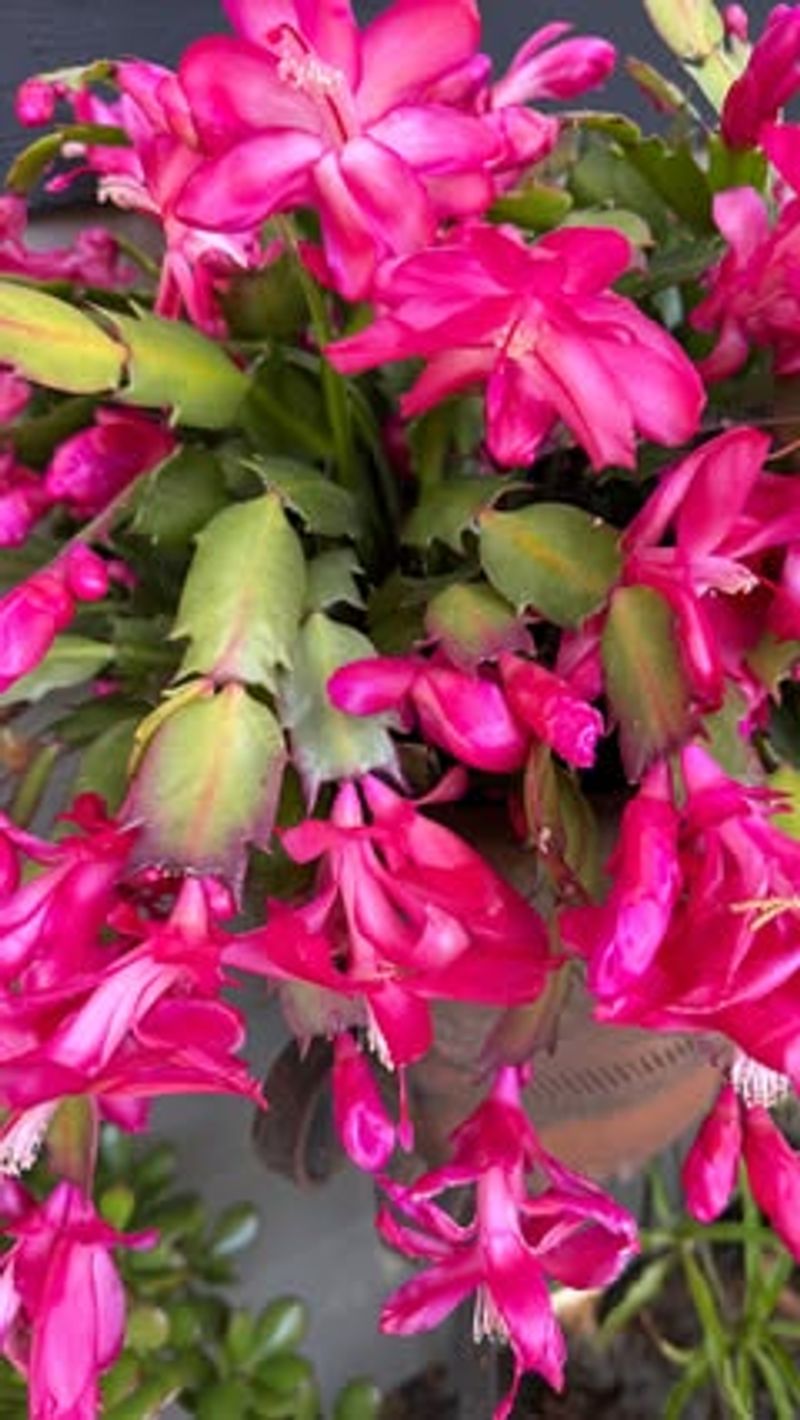 Ignoring The Rest Period Sets Up A Weak Bloom Season