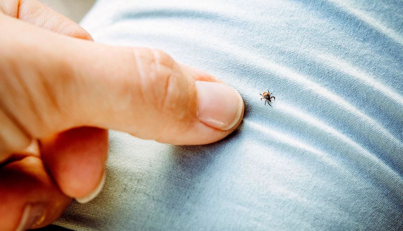 Ignoring Tick Checks After Yard Work