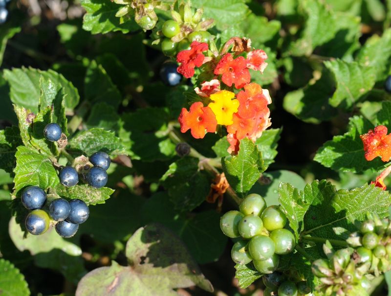 Ignoring Toxic Berries Around Pets And Children Ignoring Toxic Berries Around Pets And Children
