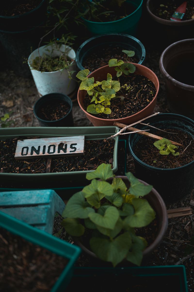 Ignoring Virginia's Humidity When Choosing Plants Ignoring Virginia's Humidity When Choosing Plants