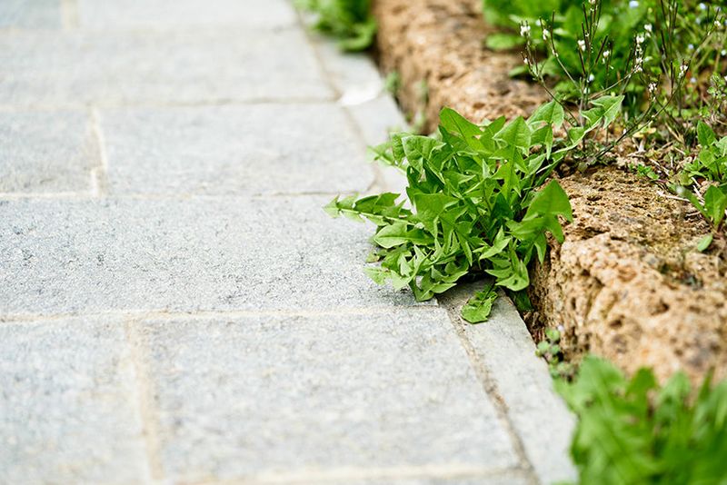 Ignoring Weed And Pest Control Early Ignoring Weed And Pest Control Early