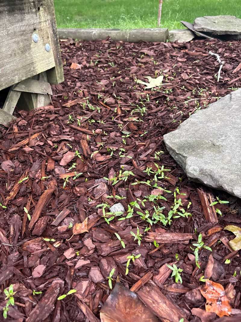 Ignoring Weed Growth Within Mulch