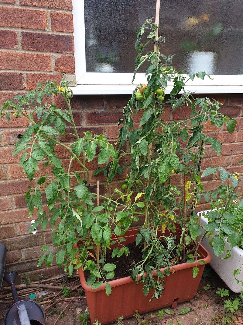 Ignoring Wilted Patio Containers Ignoring Wilted Patio Containers