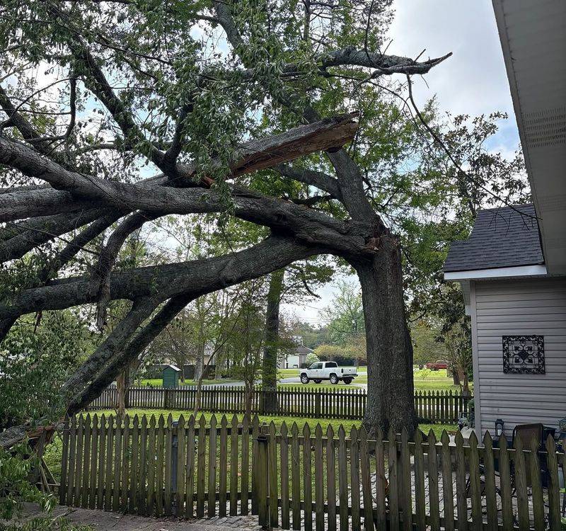Ignoring Withered, Broken, Or Weak Branches Before Storms