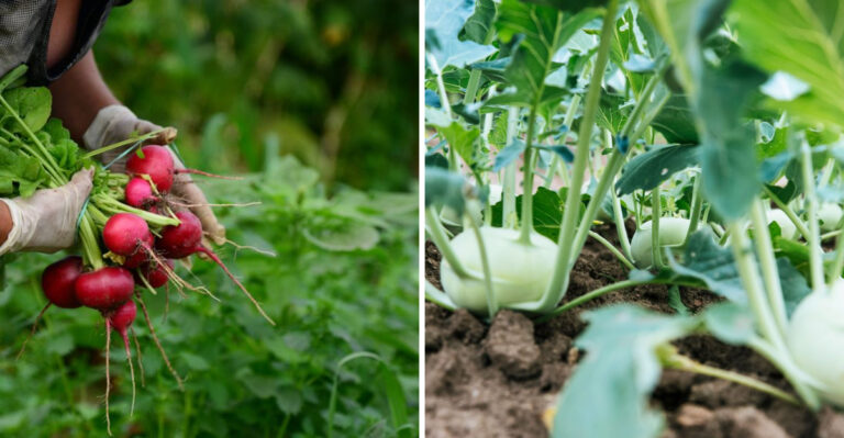 Illinois Crops You Can Still Plant In July And Harvest Before Fall Frost