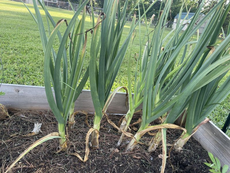 Illinois Soil And Climate Shape Your Garlic Timeline