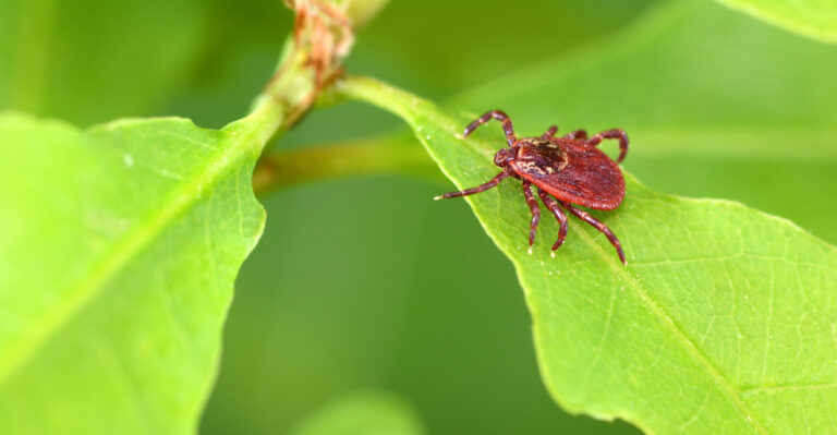 Illinois Yard Spots Where Ticks Most Likely Lurk This Summer