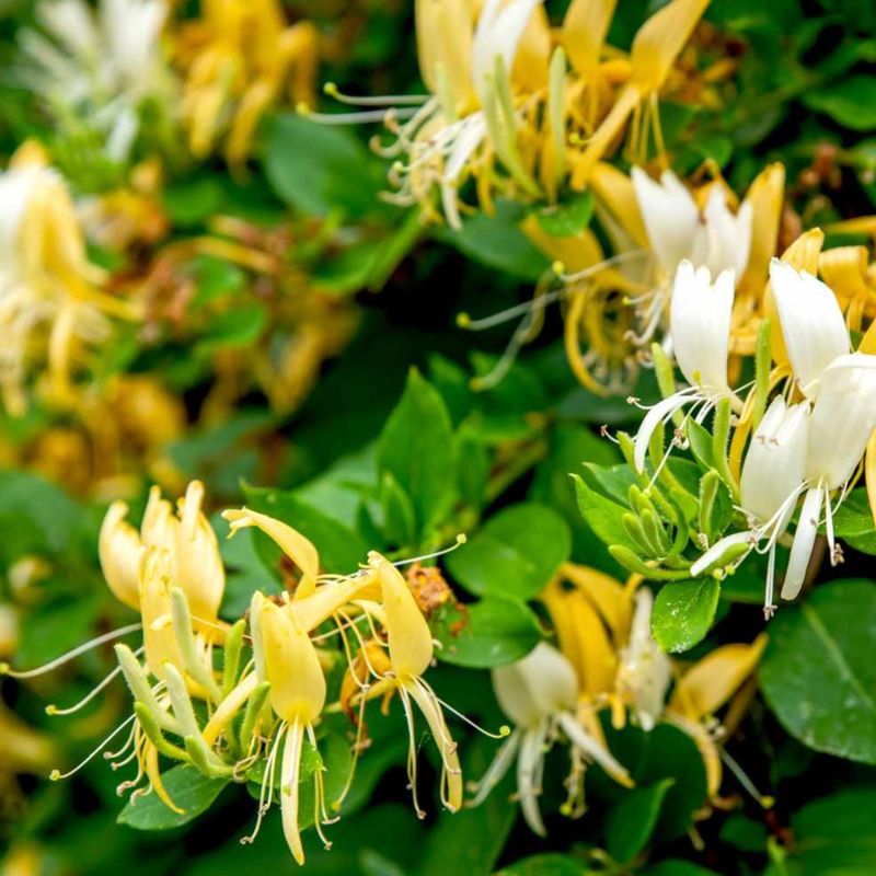 Impact On Native Plant Communities