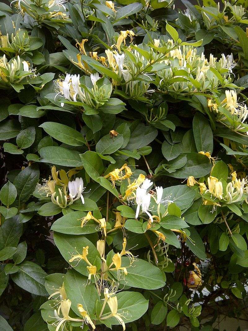 Impact On Native Plants And Biodiversity Impact On Native Plants And Biodiversity