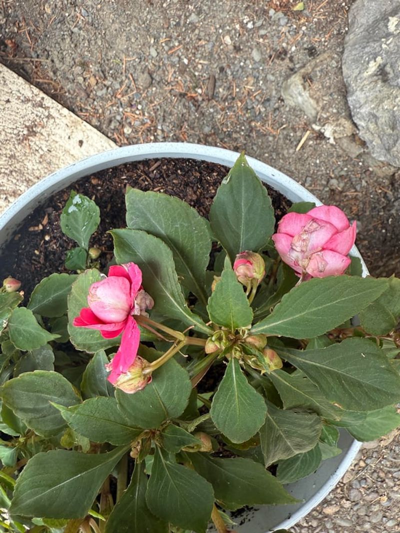 Impatiens 