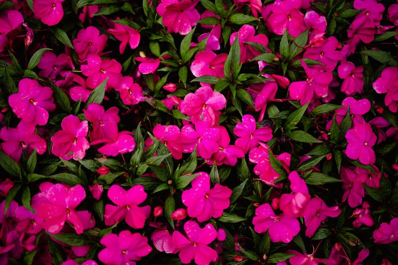 Impatiens