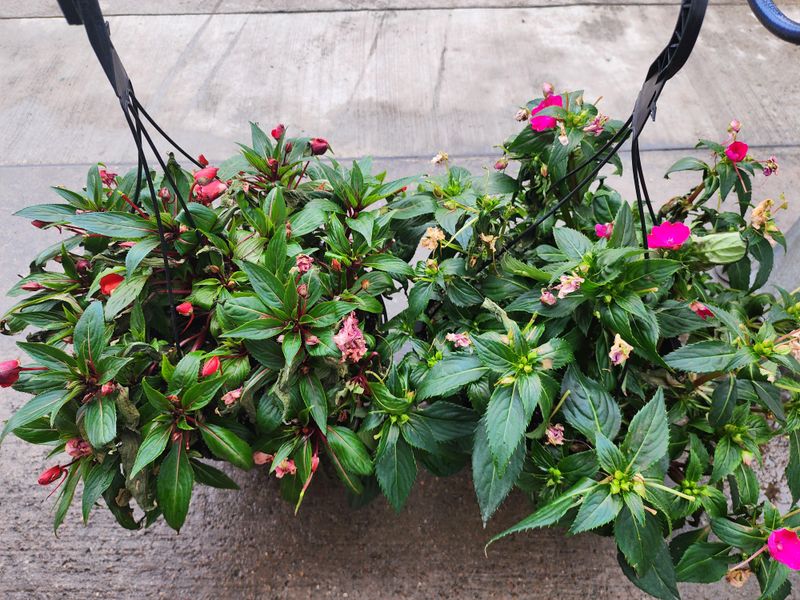 Impatiens Belong In The Cooler Corners Impatiens Belong In The Cooler Corners