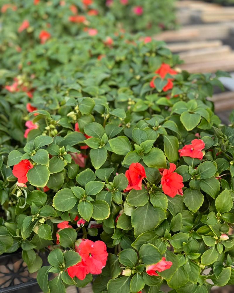 Impatiens Fade Fast When Afternoon Sun Hits Impatiens Fade Fast When Afternoon Sun Hits