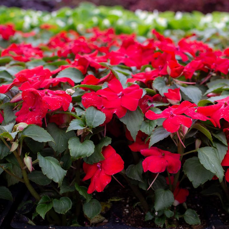 Impatiens Need Shade Instead Of Hot Lantana Conditions Impatiens Need Shade Instead Of Hot Lantana Conditions