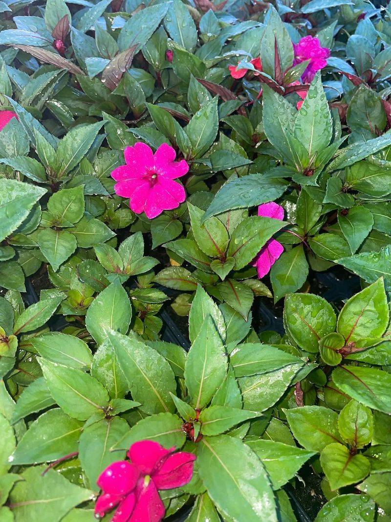 Impatiens Should Leave Hot Beds Before August Finishes Them
