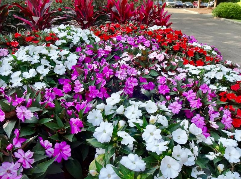 Impatiens Wilt When Heat And Sun Hit Together