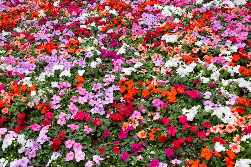 Impatiens