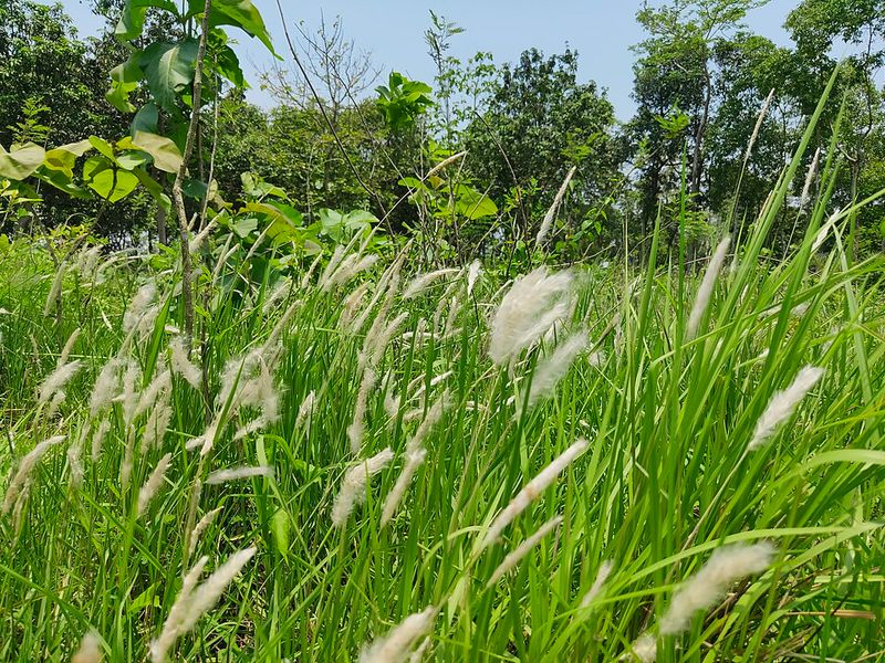 Imperata Cylindrica Imperata Cylindrica