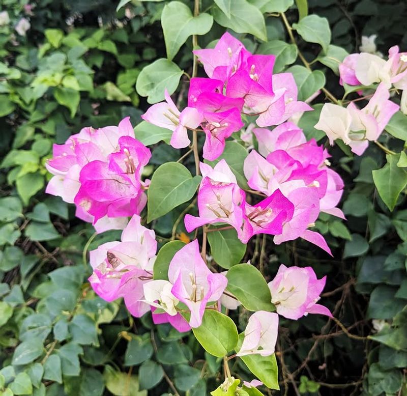 Imperial Delight Brings Soft Pink Color To The Landscape Imperial Delight Brings Soft Pink Color To The Landscape