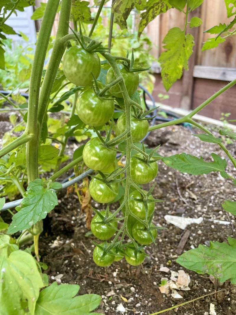 Improve Air Movement Around Plants