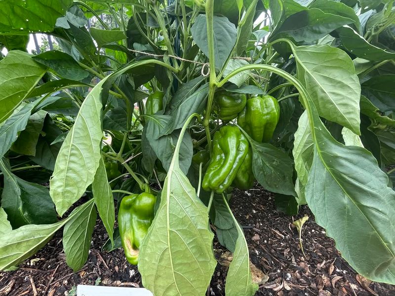 Improve Airflow Around Crowded Pepper Plants