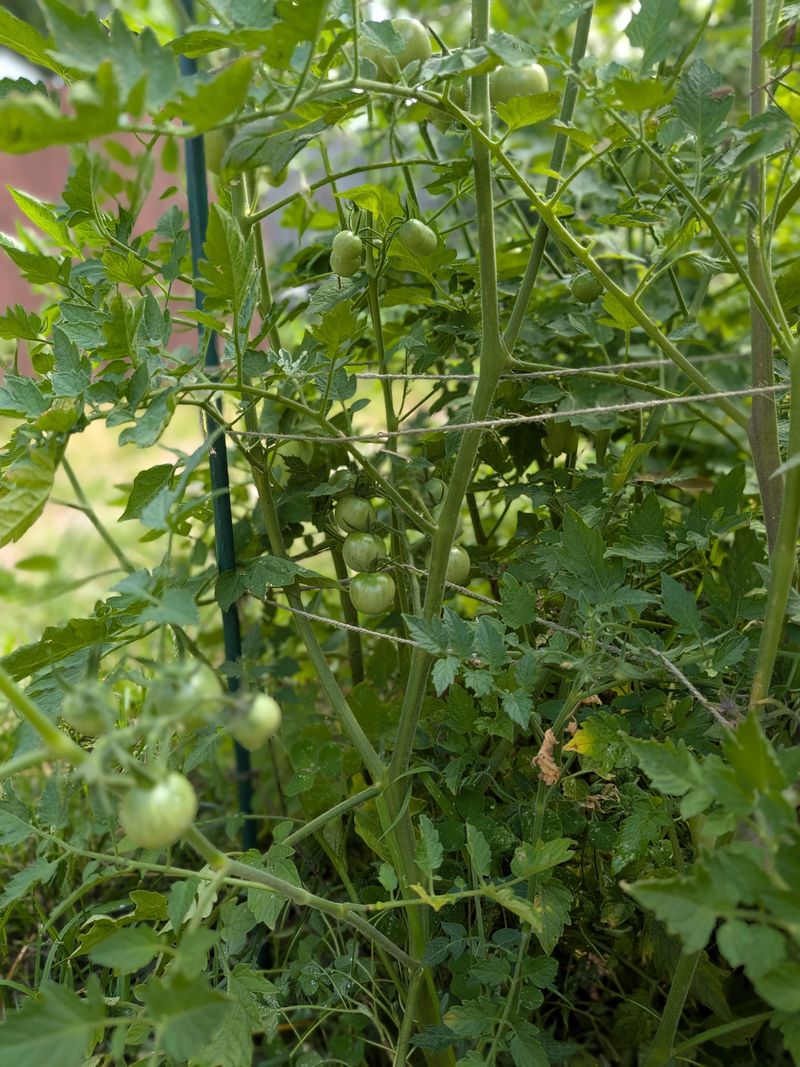 Improve Airflow Around Crowded Tomato Plants