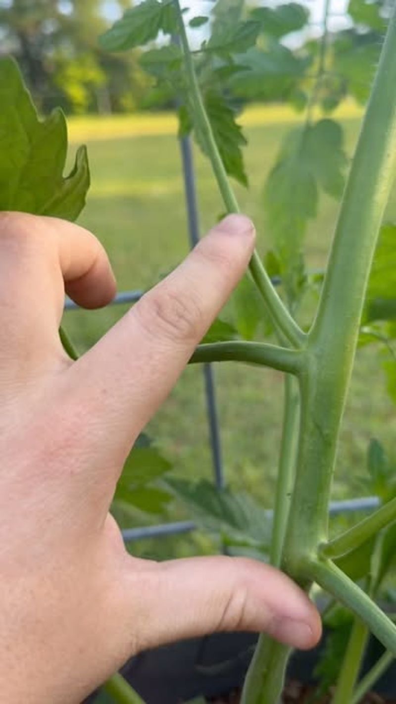 Improve Airflow Between Plants