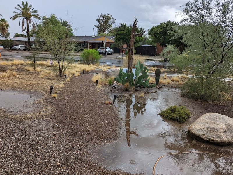 Improve Drainage Where Water Collects Around Roots