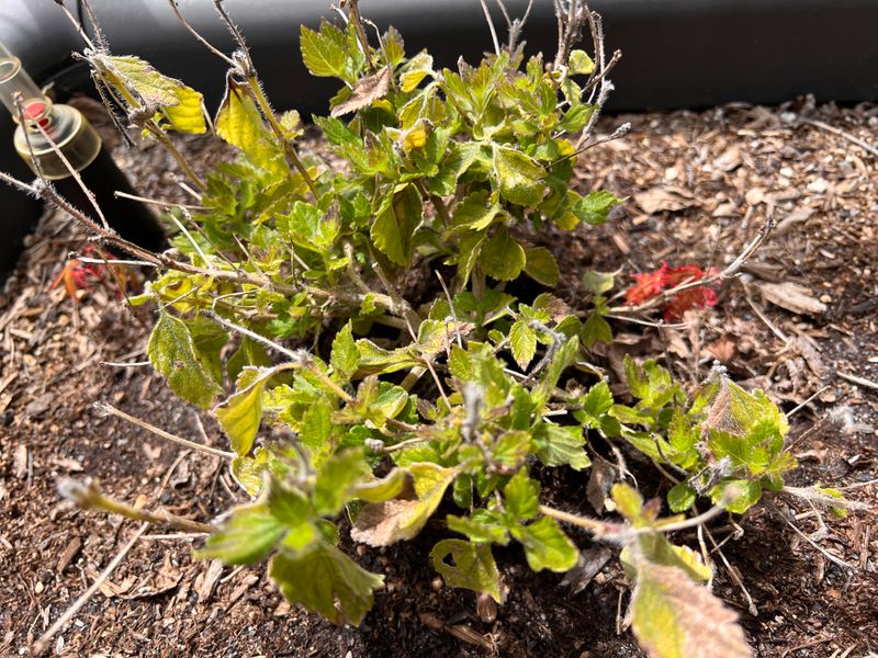 Improves Airflow And Disease Resistance