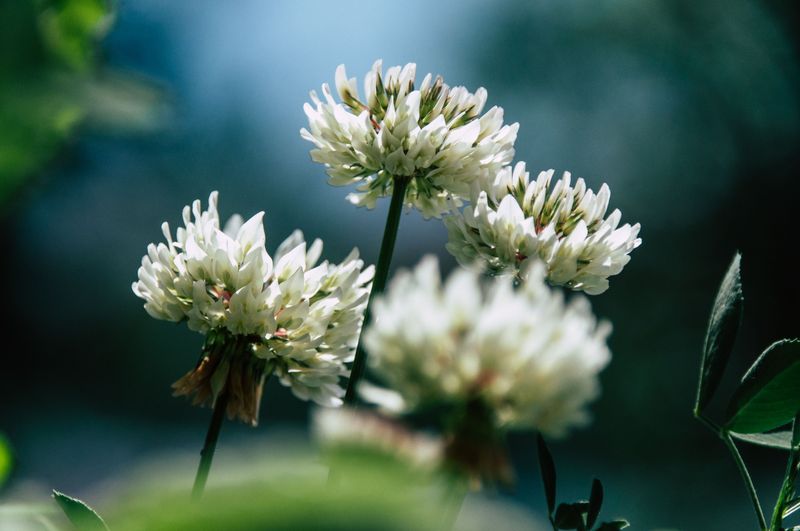 Improves Soil Health And Prevents Erosion Improves Soil Health And Prevents Erosion