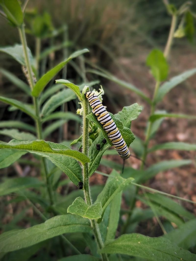 Include Host Plants For Caterpillars And Butterflies Include Host Plants For Caterpillars And Butterflies