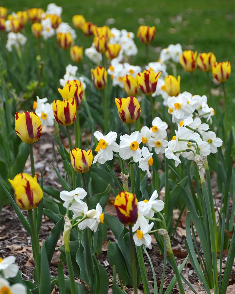 Include Spring Bulbs For Early Color