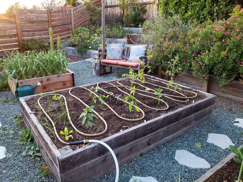 Inconsistent Watering Can Affect Growth And Production