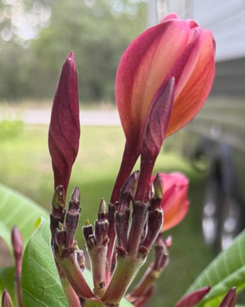 Inconsistent Watering Causes Buds To Drop Before They Open Inconsistent Watering Causes Buds To Drop Before They Open