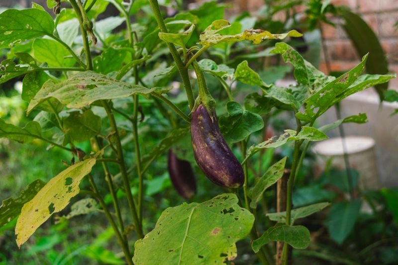 Inconsistent Watering Causing Blossom End Rot Inconsistent Watering Causing Blossom End Rot