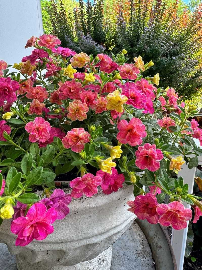 Inconsistent Watering Disrupts The Bloom Cycle Inconsistent Watering Disrupts The Bloom Cycle