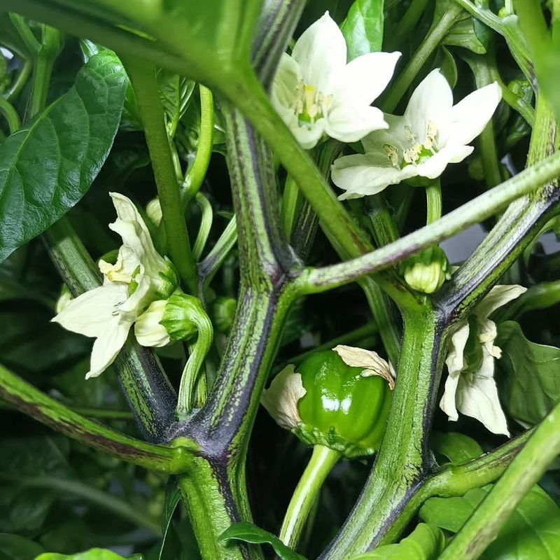 Inconsistent Watering Leads To Bud Abortion