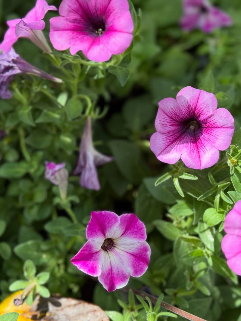 Increase Watering Frequency During Summer Heat Increase Watering Frequency During Summer Heat