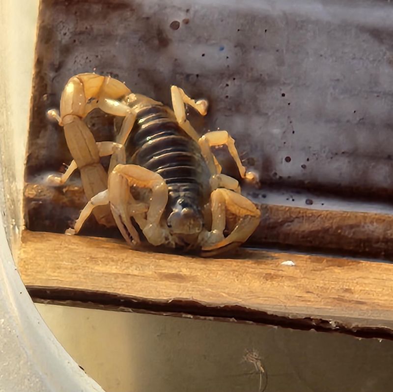 Increased Insect Activity Can Draw Scorpions Indoors