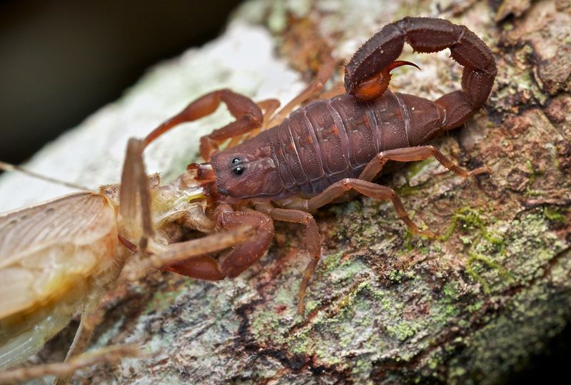Increased Prey Availability Increased Prey Availability